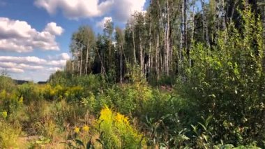 Güneşli bir yaz gününde Leningrad bölgesinde bir huş ormanı ve güzel sarı çiçekler bir glade yavaş hareket video. Goldenrod Kanada.