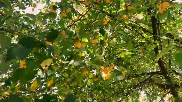 Nádherný Jablečný Strom Žlutými Jablky Větru — Stock video