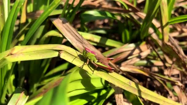 坐在草地上的绿色蝗虫的慢动作视频 — 图库视频影像