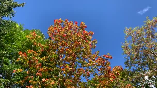 Slow Motion Video Beautiful Summer Autumn Park Blue Sky Sunny — Stock Video