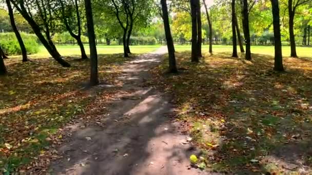 Caminhada Câmera Lenta Longo Caminho Belo Parque Verão Com Folhas — Vídeo de Stock