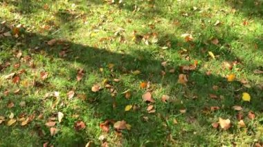 Yeşil çim bir parkta sonbahar sarı yaprakları gibi yavaş hareket video. Güneşli bir yaz gününde ağaçlardan gölgeler.