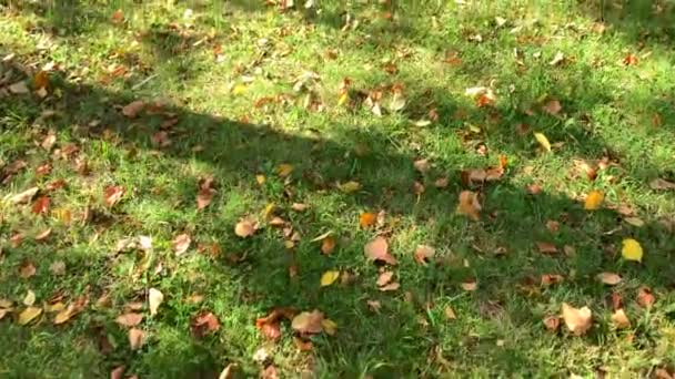 Zeitlupenvideo Als Herbstgelbes Laub Einem Park Auf Grünem Gras Schatten — Stockvideo
