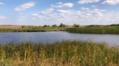 Güneşli bir sonbahar gününde ormanın yakınındaki bir tarlada sazlıklarda küçük bir gölün yavaş çekim videosu. Doğal rahatlık arka plan. Rusya'da ülke manzara.