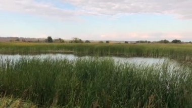 Yavaş çekim video Rus açık alanlarda. Sazlıktaki nehir. Sakin doğal rahatarka plan.