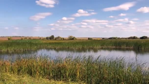 在阳光明媚的秋日 在森林附近的田野里 一个小湖的慢动作视频 自然放松的背景 俄罗斯乡村景观 — 图库视频影像