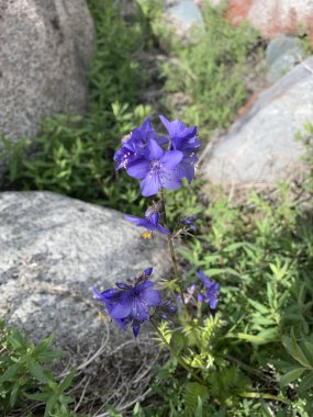 Altay'ın Mavi Çiçekleri. Altay manzarası. Güzel ekran koruyucu