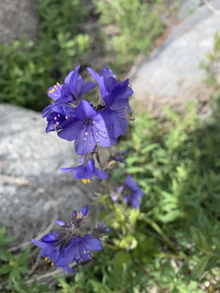 Cianose azul. Flores de Altai. Paisagem Altai. Lindo menino. — Fotografia de Stock