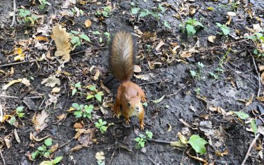 Parktaki sevimli komik tüylü sincap.