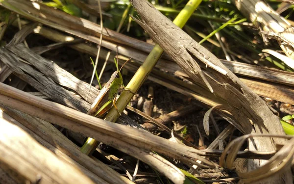 Piękny zielony konik polny w gęstej trawie — Zdjęcie stockowe