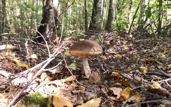 Funghi nella foresta. Relax estate sfondo naturale conc — Foto Stock