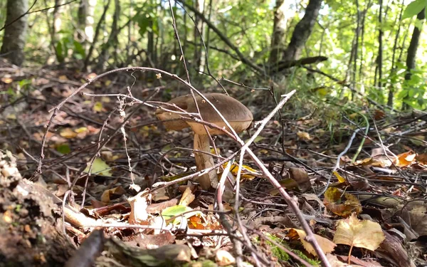 Bellissimo boleto in una radura forestale. Funghi nella foresta . — Foto Stock