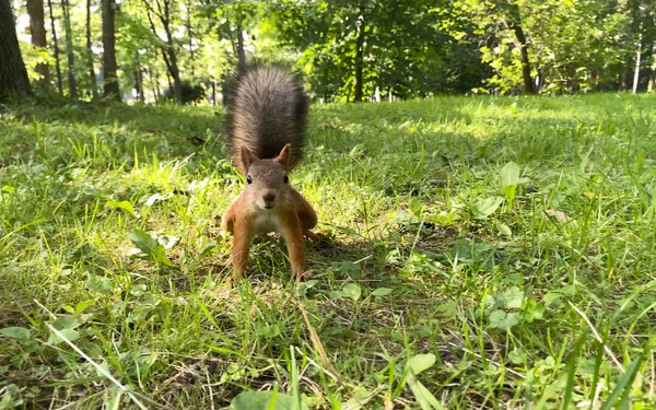 Cute funny fluffy squirrel in the park — ストック写真
