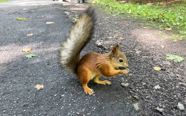 Niedliche lustige flauschige Eichhörnchen frisst Pflaumen — Stockfoto