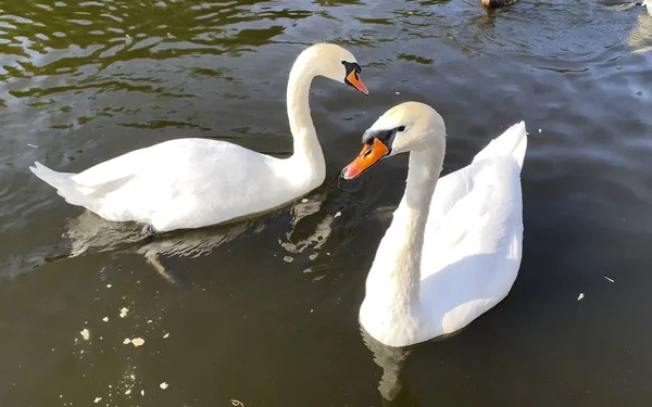 池には白い白鳥が２羽泳いでいる。 — ストック写真