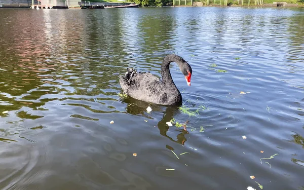 Beautiful elegant black swan swims in a pond — ストック写真