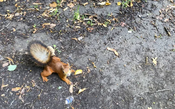 Cute śmieszne puszyste wiewiórka w parku — Zdjęcie stockowe