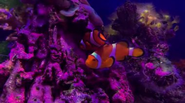 Güzel renkli palyaço balığı mercan zemin üzerinde saydam akvaryum suyunda yüzer..