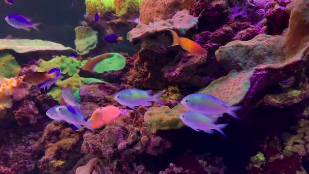 Prachtige Veelkleurige Vissen Zwemmen Doorzichtig Aquariumwater Een Achtergrond Van Kleurrijk — Stockvideo