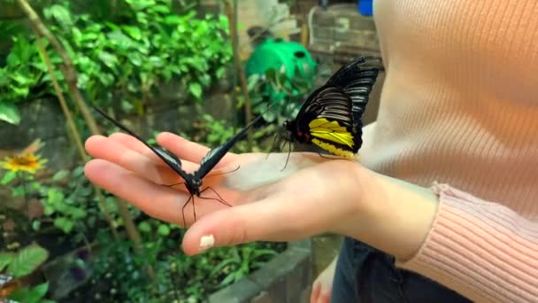 Dva Krásní Motýli Sedí Dívčí Ruce Zelené Zahradě — Stock video