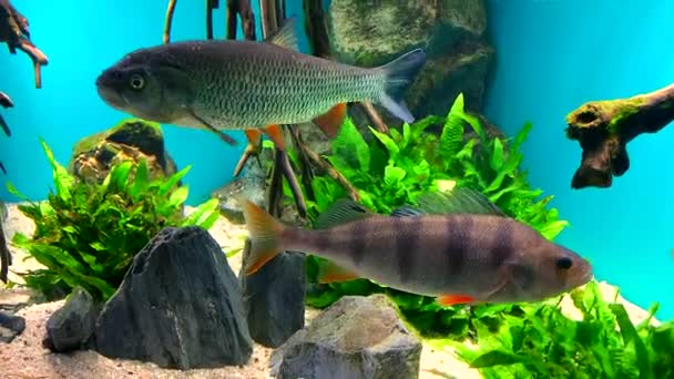 Beautiful fish - crucian carp, chub and perch swim in clear aquarium water against a background of stones, algae and wooden snags.