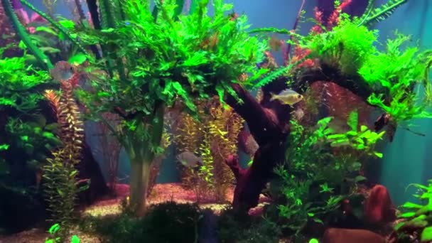 透明的鱼在充满海藻 木钳和石头的水族馆里游泳 — 图库视频影像