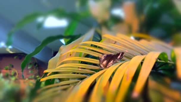 Krásný Motýl Sedí Větev Palmy Zelené Zahradě — Stock video