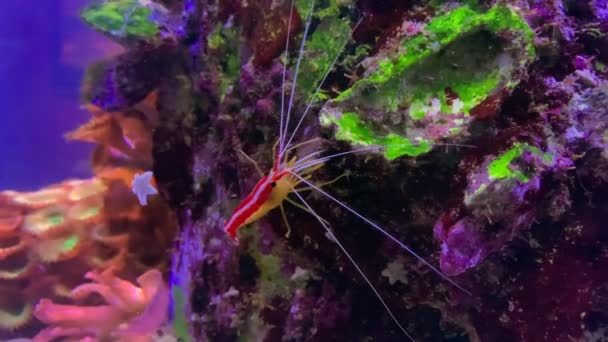 Crevettes Pacifique Nettoyeur Crevettes Trouve Dans Eau Claire Aquarium — Video