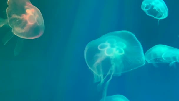 Група Медуз Плаває Акваріумі Аврелія Вухата Прозорі Медузи Рухаються Під — стокове відео