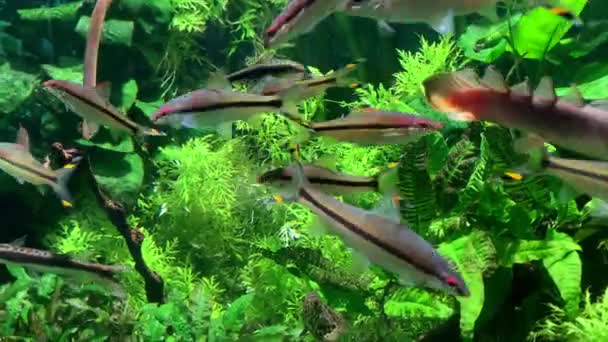 Beautiful Fish Denisoni Barbus Snake Fish Ktenopoma Leopard Paddling Flat — Stock Video