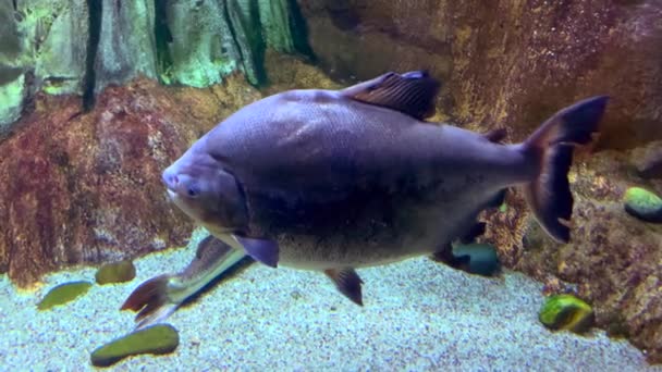 Beautiful Dangerous Fish Piranha Swims Aquarium Background Rocks Stones Sea — ストック動画