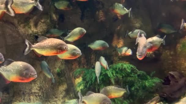 一群美丽而危险的鱼 食人鱼在岩石 石头和海藻的背景下在水族馆里游泳 海洋生物背景 — 图库视频影像