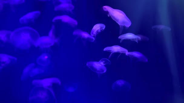 Медузы Плавают Аквариуме Прозрачные Медузы Движутся Водой Морская Жизнь Аурелия — стоковое видео