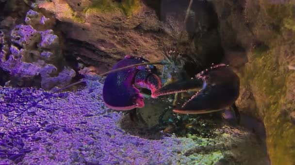 Large Lobster Sits Aquarium Small Pebbles Rock — Stock Video