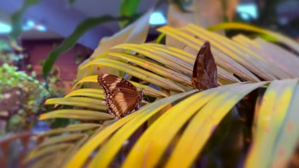 Dos Hermosas Mariposas Están Sentadas Una Rama Palma Jardín Verde — Vídeo de stock