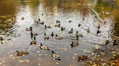 Güzel ördek ve drake sürüsü sarı yapraklarla dolu bir sonbahar göletinde yüzer..