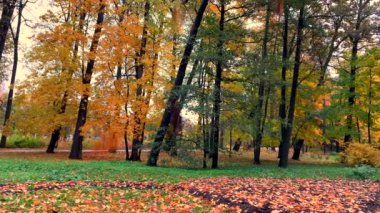 Sarı sonbahar yaprakları güneşli bir günde güzel bir parkta düşer. Yaprak düştü. Doğal konsept. Şehirde sonbahar..