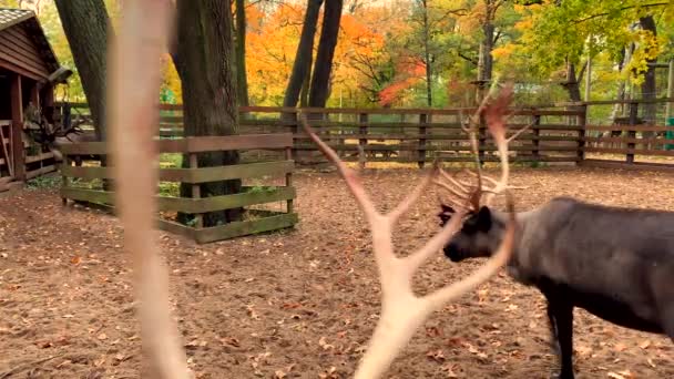 Два Оленя Ходят Кругу Красивом Осеннем Парке Солнечный День Золотая — стоковое видео