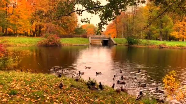 Hejno Krásných Kachen Draků Plave Podzimním Jezírku Žlutými Listy — Stock video