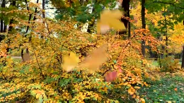 Gele Herfstbladeren Vallen Neer Een Zonnige Dag Een Prachtig Park — Stockvideo