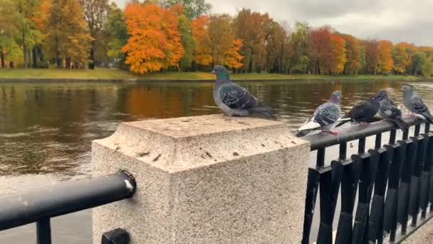 秋天的公园里 几只鸽子从河边的树篱上飞走了 — 图库视频影像
