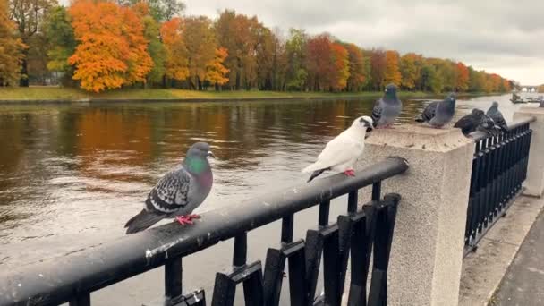 Plusieurs Pigeons Sont Assis Sur Une Haie Près Remblai Près — Video