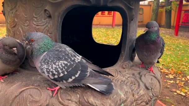 晴れた秋の日には 仏教寺院の中庭で鳩が群がる — ストック動画