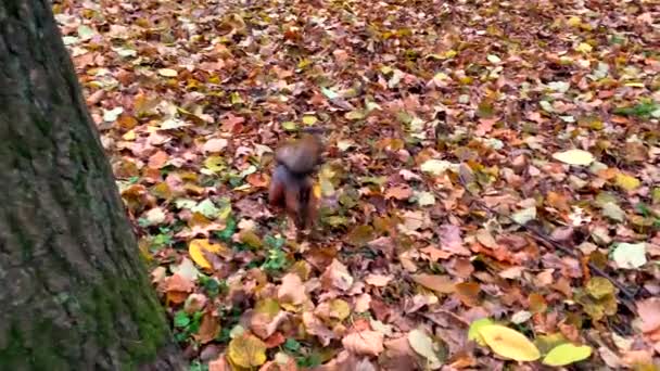 Lustige Eichhörnchen Auf Der Suche Nach Eicheln Einem Schönen Herbstpark — Stockvideo