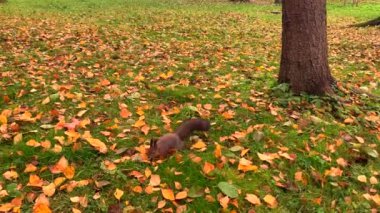 Güneşli bir günde, güzel bir sonbahar parkında yeşil çimlerin üzerinde sarı yapraklarla zıplayan komik sincap. St. Petersburg 'da altın sonbahar.