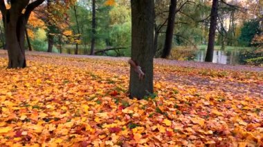 Güneşli bir günde güzel bir sonbahar parkında çimlerin ve ağaçların üzerinde zıplayan tüylü sincap. St. Petersburg 'da altın sonbahar.