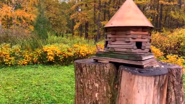 Écureuil Moelleux Est Assis Près Une Maison Alimentation Sur Une — Video