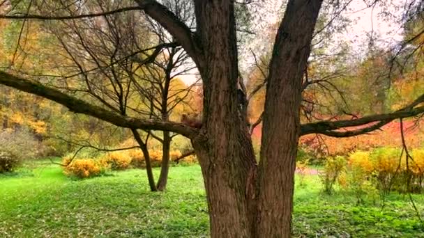 阳光灿烂的日子里 一只奇怪的松鼠坐在美丽的秋天公园的树上 圣彼得堡的金秋 — 图库视频影像