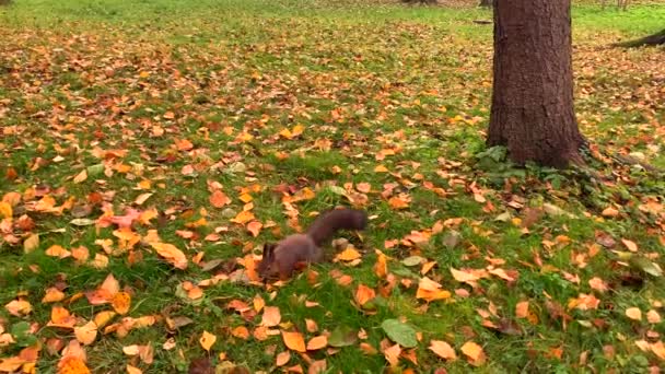 Śmieszna Wiewiórka Skacząca Zielonej Trawie Rozrzuconej Żółtymi Liśćmi Pięknym Jesiennym — Wideo stockowe