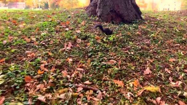 Ardilla Negra Saltando Sobre Hierba Verde Esparcida Con Hojas Amarillas — Vídeos de Stock